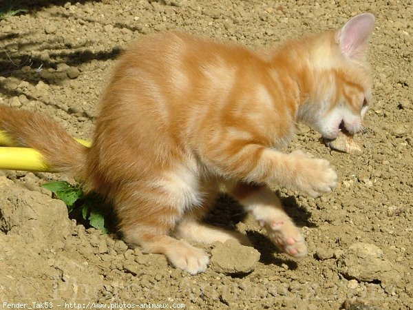 Photo de Chat domestique