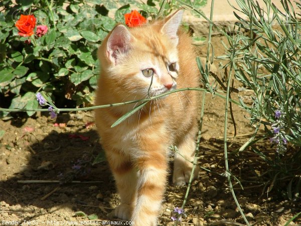 Photo de Chat domestique