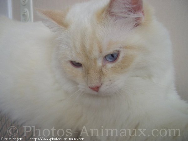 Photo de Ragdoll