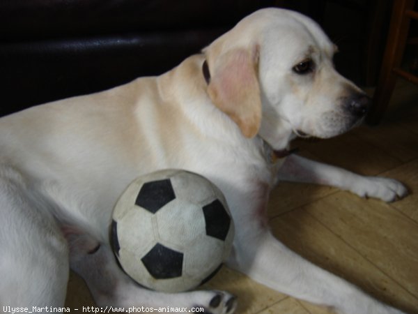 Photo de Labrador retriever