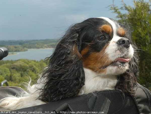 Photo de Cavalier king charles spaniel