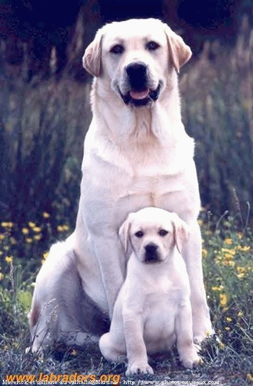 Photo de Labrador retriever