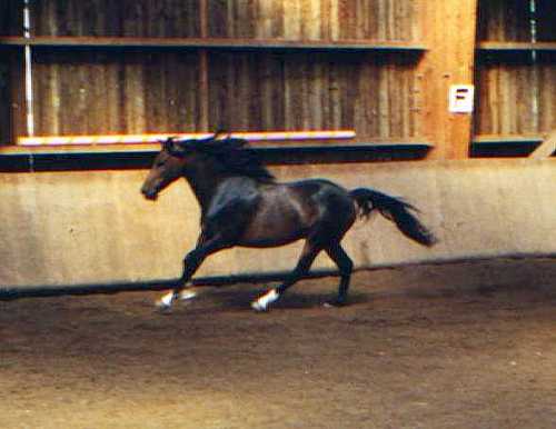 Photo de Poney franais de selle