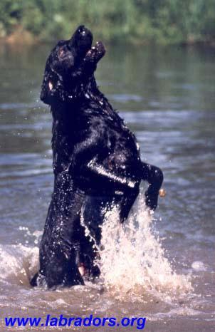 Photo de Labrador retriever