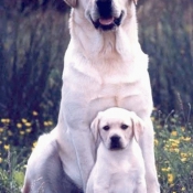 Photo de Labrador retriever