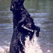 Photo de Labrador retriever