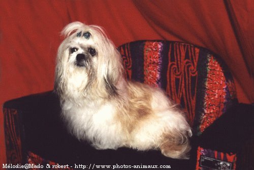 Photo de Shih tzu