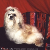 Photo de Shih tzu