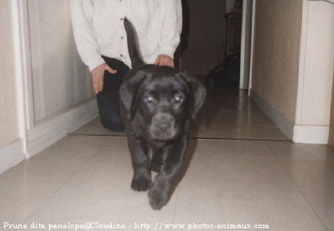 Photo de Labrador retriever