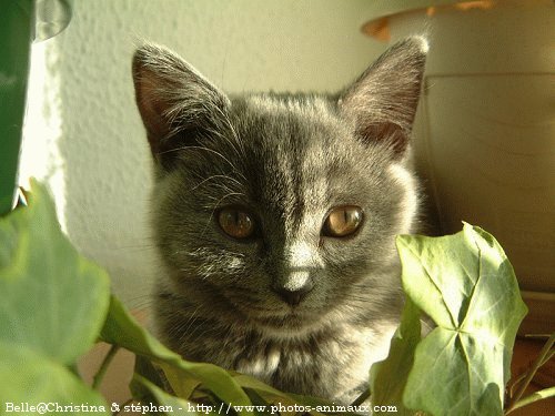 Photo de British shorthair