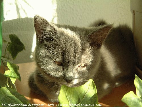 Photo de British shorthair