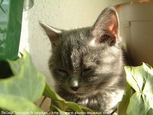 Photo de British shorthair