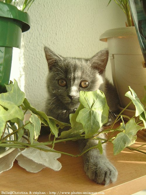 Photo de British shorthair