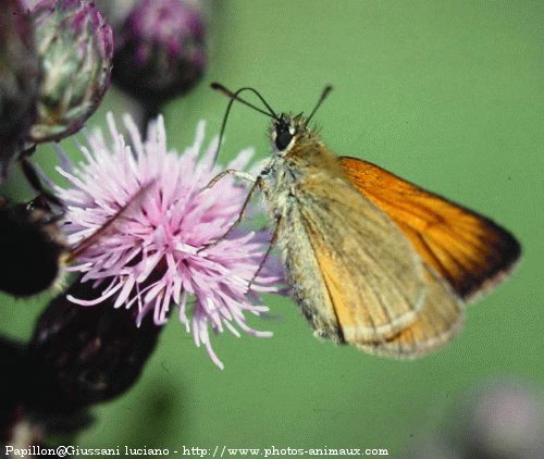 Photo de Papillon - la sylvaine