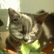 Photo de British shorthair