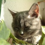 Photo de British shorthair