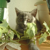 Photo de British shorthair