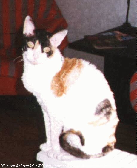 Photo de Cornish rex