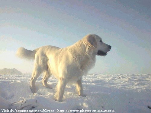 Photo de Golden retriever