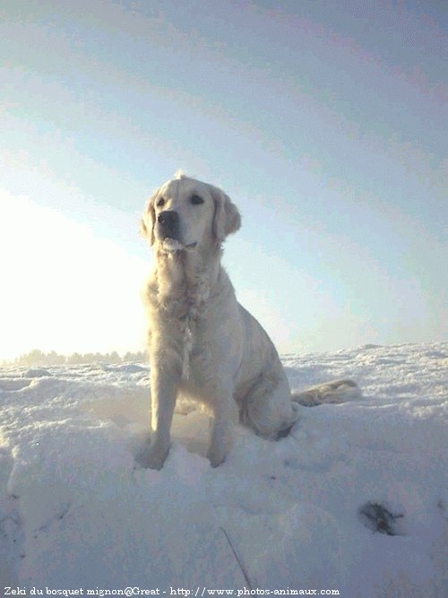 Photo de Golden retriever