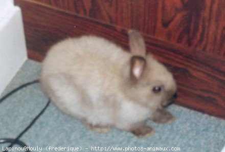 Photo de Lapin