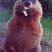 Photo de Marmotte