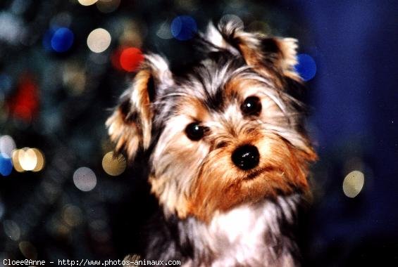 Photo de Yorkshire terrier