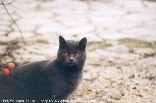 Photo de Chartreux