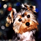 Photo de Yorkshire terrier