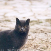 Photo de Chartreux