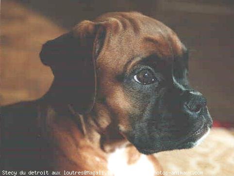 Photo de Boxer