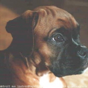 Photo de Boxer