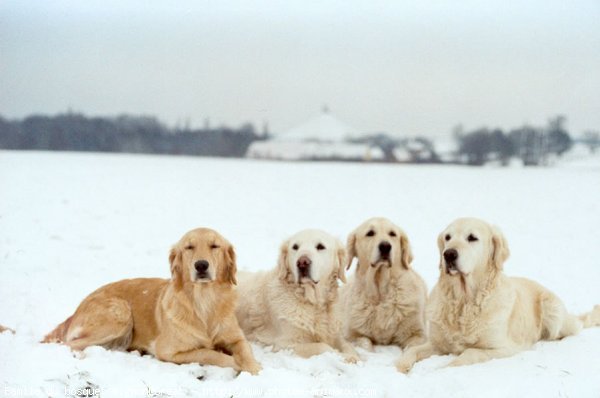 Photo de Golden retriever