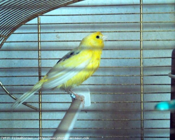 Photo de Canari