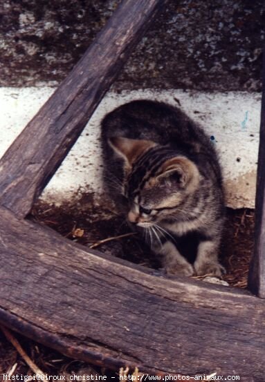 Photo de Chat domestique