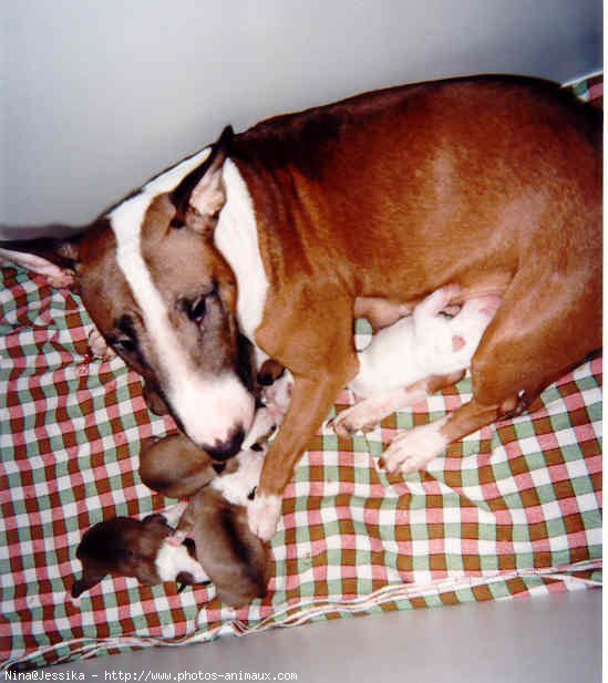 Photo de Bull terrier miniature