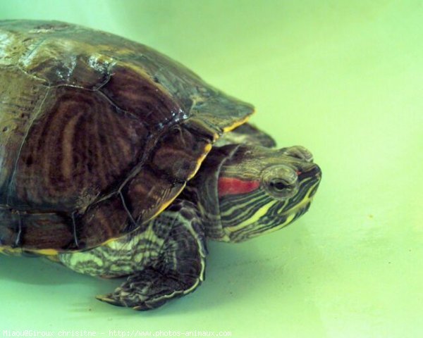 Photo de Tortue