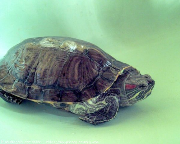 Photo de Tortue