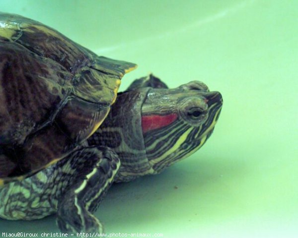 Photo de Tortue