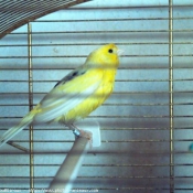 Photo de Canari