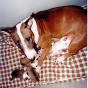 Photo de Bull terrier miniature