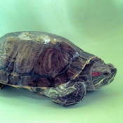 Photo de Tortue