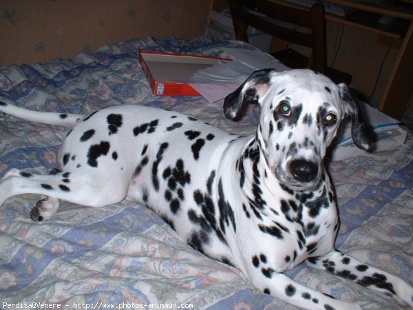 Photo de Dalmatien