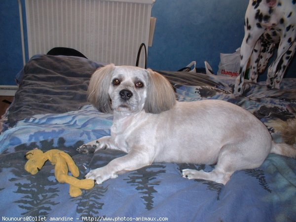 Photo de Lhassa apso