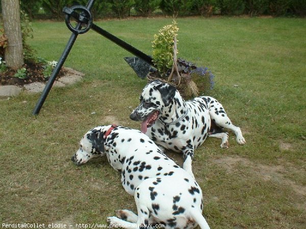 Photo de Dalmatien