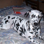 Photo de Dalmatien