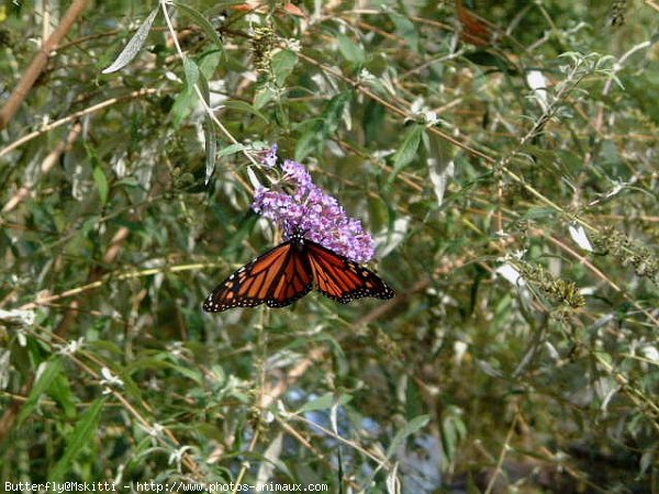 Photo de Papillon