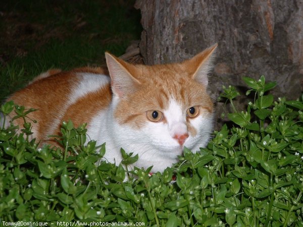 Photo de Chat domestique