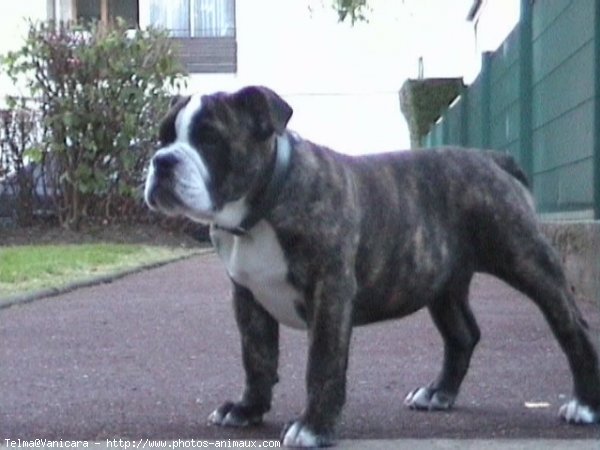 Photo de Bulldog