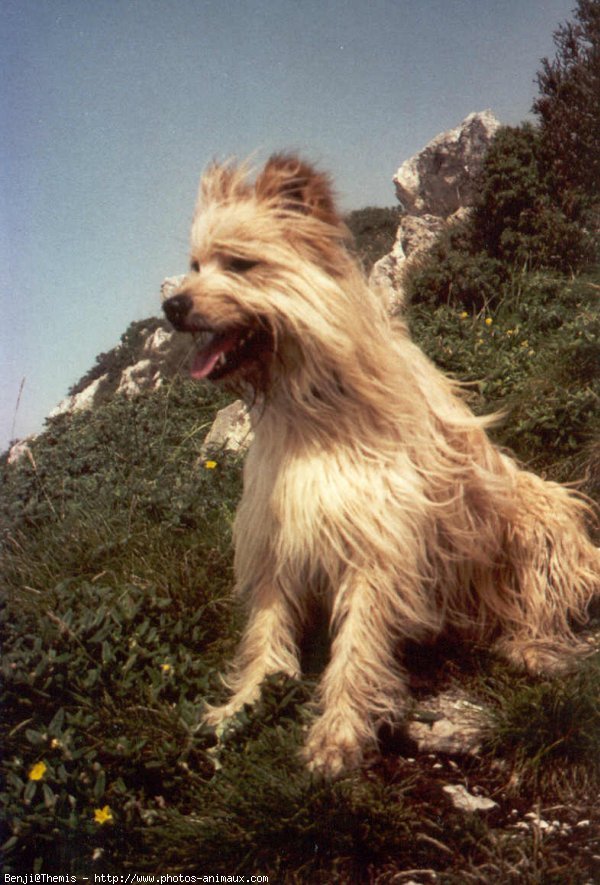 Photo de Chien de berger des pyrenes  poil long